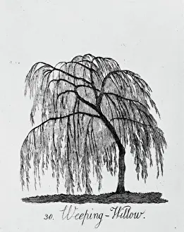 Drucke von Platte 30 aus dem Werk Die Form und Rüstung von dreißigzwei Arten der Bäume, veröffentlicht im Jahr 1786 von A. Cozens. Der Reihe wurde zunächst im Jahr 1771 herausgegeben Botanische Drucke: Tränenweide