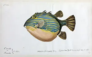 Drucke von Einer von siebenundsechzig Originalfarbentöpfen von Säugetieren Aquarellbilder Drucke: Unheimliche aussen sichtbare Fett gestreifter Fisch Zeichnung