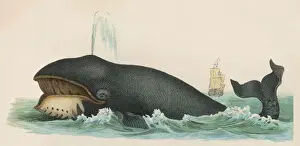 Marine Life Prints Drucke: WHALE C1870