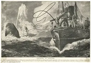 Historical Marine Life Drucke: Whale and Steamship