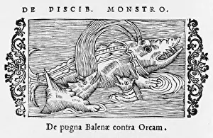Marine Life History Drucke: Whales Attack Whale