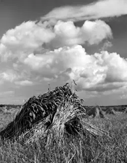 Traditional Farming Methods Drucke: Wheat Stooks