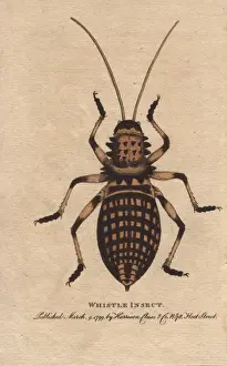 Drucke von Rasselwanzeuge, Eugaster spinulosa George Edwards Drucke: Rasselwanze, Eugaster spinulosa