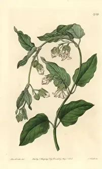 Botanical Illustration History Drucke: White bladderbloom or bladder flower, Araujia sericifera