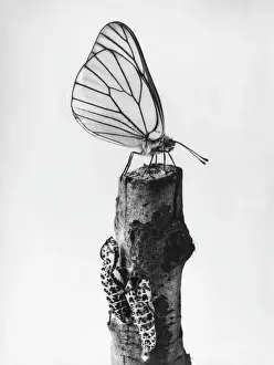 Drucke von Ein schwarzbänderter Weißfleckenschmetterling (Aporia crataegi). Datum: 1930er Jahre Fliegen Drucke: Weißer Schmetterling