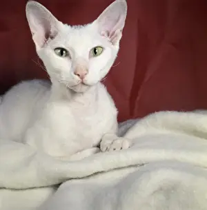 Vintage Cat Pictures Drucke: White cat with red background