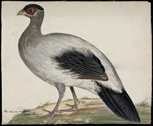 Historical Bird Illustrations Drucke: White-eared pheasant