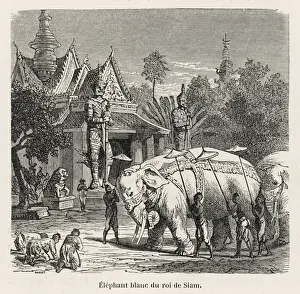 Drucke von Die weißen Elefanten der Könige von Siam (Thailand) werden von denjenigen verehrt, die sie zufällig treffen Kulturelle Feste Und Traditionen Drucke: Weißer Elefant Siem Reap 19C