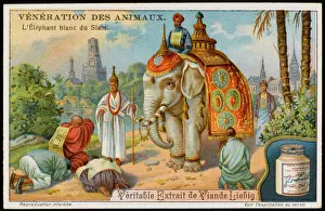 Weißer Elefant Siam