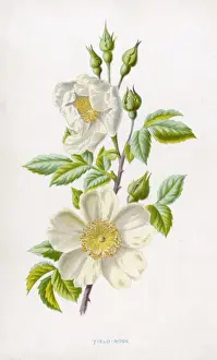 Country Garden Flowers Drucke: A White Field Rose