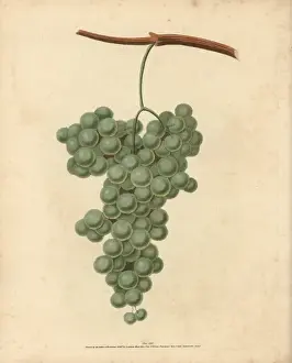 Vitis Vinifera Drucke: White Frontiniac grape, Vitis vinifera