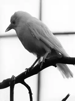 Tree Branch Birds Drucke: White Jackdaw