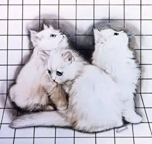 Malcolm Greensmith Artist Drucke: Three white kittens
