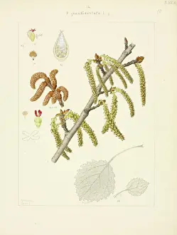 Eudicot Flowering Plants Drucke: White poplar