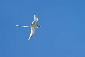 Weißschwanz-Tropikvogel