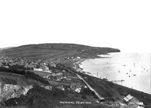 Whitehead