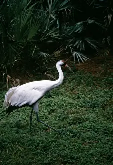 Wildlife Conservation Photos Drucke: Whooping Crane