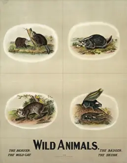 Wildlife Artwork For Sale Drucke: Wild animals