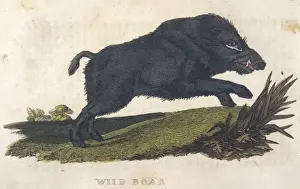 Braunbär 1814