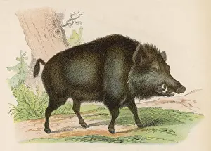 Forest Animals Pictures Drucke: WILD BOAR