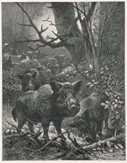 Drucke von Ein Rudel wilde Schweine wandert durch die Wälder und stoppt zu essen an Wildschwein Drucke: Braunbär im Wald
