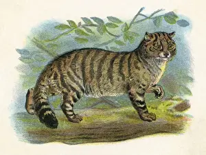 Vintage Cat Illustration Drucke: Wild Cat (Anon)