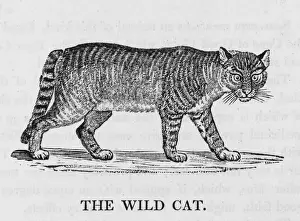Wildlife Art Prints Online Drucke: Wild Cat (Bewick)