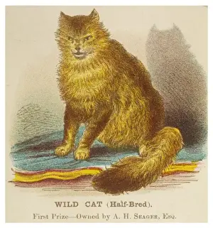Exotic Pet Cats For Sale Drucke: Wild Cat (Half Breed)
