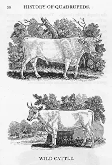 Drucke von Bewicks abbildet zwei Arten englischer Wildrinder. Oben ist die Sorte von Chillingham, über die er später eines seiner feinsten Stiche beibringen wird Thomas Bewick Drucke: Wilde Rinder