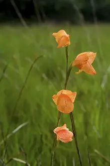 Wilde Blume