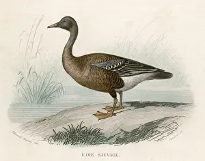 Wildlife Watercolor Paintings Drucke: WILD GOOSE