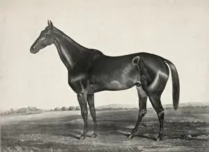 Vintage Horse Racing Art Drucke: Wild Irishman