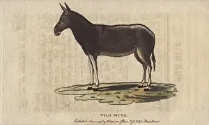Historical Animal Pictures Drucke: Wild mule, Equus mulus