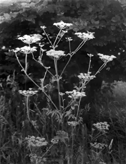 Wild Parsnip Drucke: Wild Parsnip
