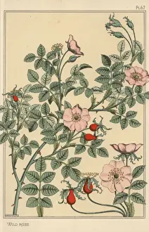 Eugene Grasset Drucke: Botanische Studie der Wildrose