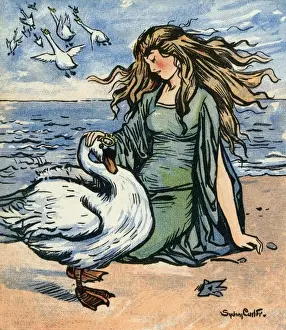 Wild Birds Photography Drucke: The Wild Swans