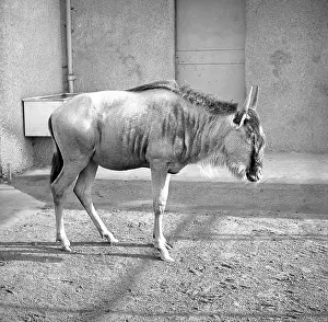 African Antelope Images Drucke: Wildebeest, also known as a Gnu