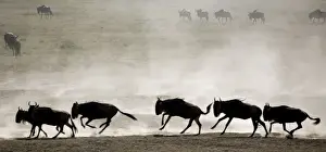 Ngorongoro Conservation Area Images Drucke: Wildebeests - On migration