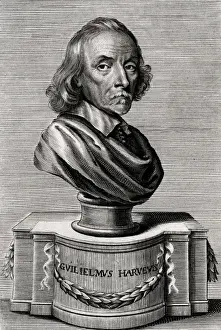 Historical Engravings Collection Drucke: William Harvey / Bust
