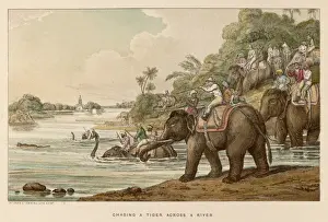 Wildlife Art Prints Online Drucke: Williamson / Tiger / River