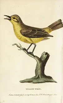 George Edwards Prints Drucke: Willow warbler, Phylloscopus trochilus