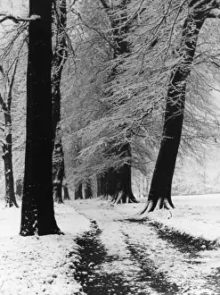 Winter Beech Trees Drucke: Winter Beech Trees