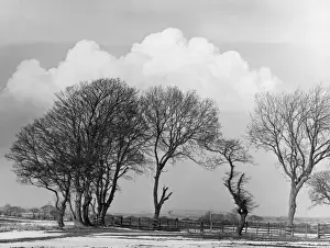 Bare Trees In Winter Drucke: Winter Trees