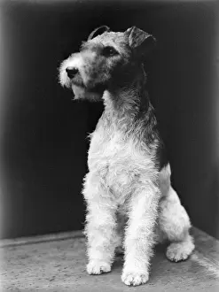 Haarige Fuchs-Terrier