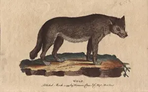 Wolf, Canis lupus