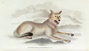 Drucke von Der Wolf im Buch von Edward Donovan Die Naturgeschichte der britischen Vierbeiner Band 1. aufbewahrt sich in den Bibliothek und Archiven Grauer Wolf Drucke: Der Wolf von Edward Donovan