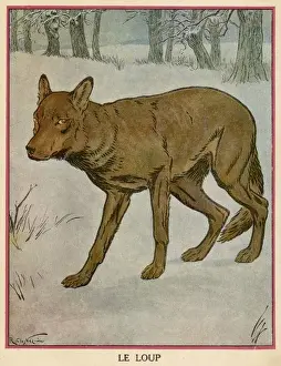Snowy Forest Wildlife Drucke: Wolf / Neziere