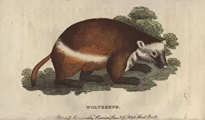 Wulwurm oder Schwammschwein, Gulo gulo