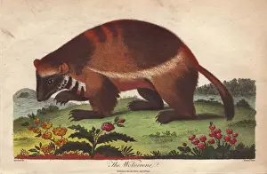 Drucke von Wolverine oder Gulo gulo.. Handgezeichnete Kupferstich von Ebenezer Siblys Universelles System der Naturgeschichte, 1794 E Drucke: Wulffüchse oder Gulo gulo