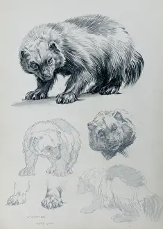 Drucke von Wolfsforschung Vielfraß Drucke: Wolfsforschung
